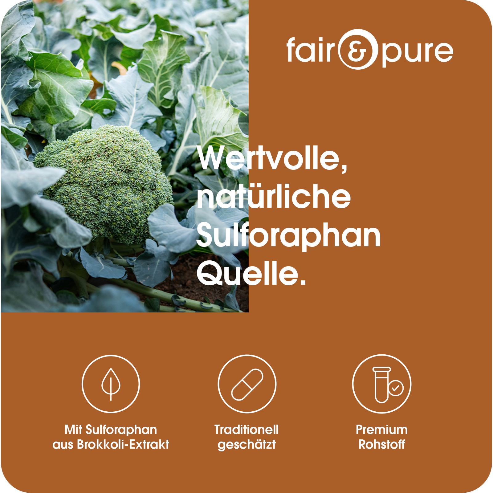 Brokkoli Kapseln 1000mg - 120 Kapseln | fair-pure